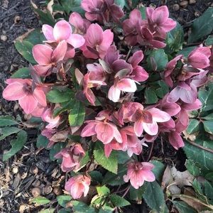 Meet your Posher, Ann